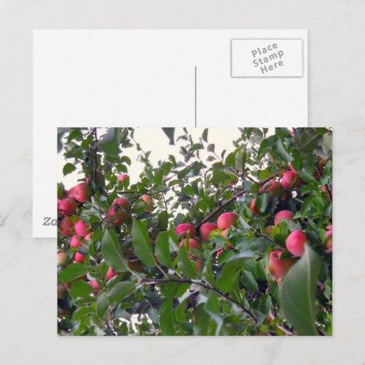 リンゴの木 ポストカード (正面/裏面)