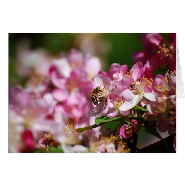 リンゴの花とミツバチ (正面横)