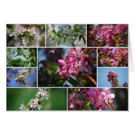 リンゴの花とミツバチ