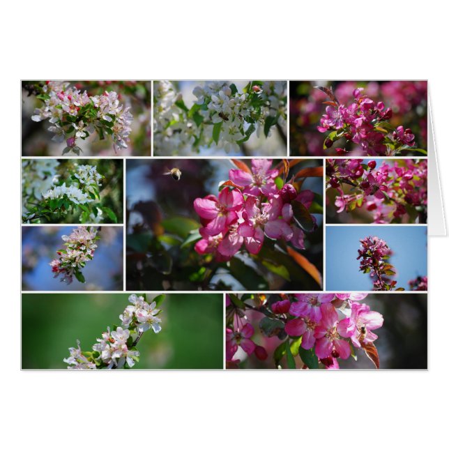 リンゴの花とミツバチ (正面横)