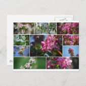 リンゴの花とミツバチ ポストカード (正面/裏面)