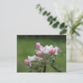 リンゴの花と葉緑 ポストカード (スタンド正面)