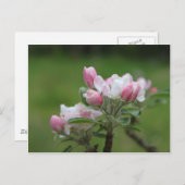 リンゴの花と葉緑 ポストカード (正面/裏面)