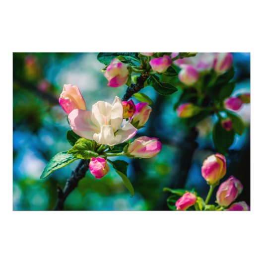 リンゴの花と蕾 フォトプリント            (正面)