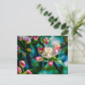 リンゴの花と蕾 ポストカード (スタンド正面)