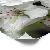 リンゴの花の春 フォトプリント            (角)