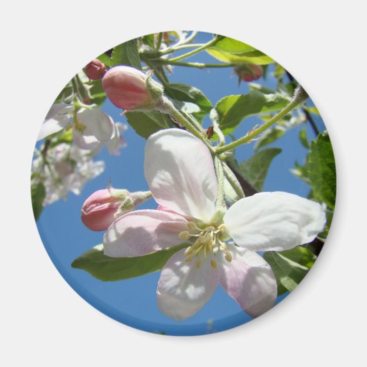 リンゴの花マグネット 桃色の花 リンゴ マグネット (正面)