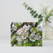 リンゴの花 シーズンポストカード (スタンド正面)