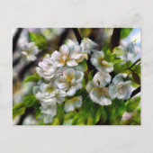 リンゴの花 シーズンポストカード (正面)
