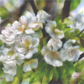 リンゴの花 シール (正面)