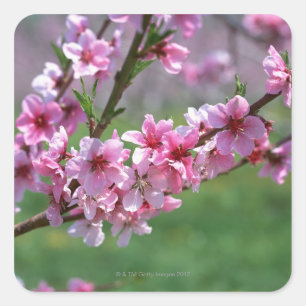 リンゴの花 スクエアシール
