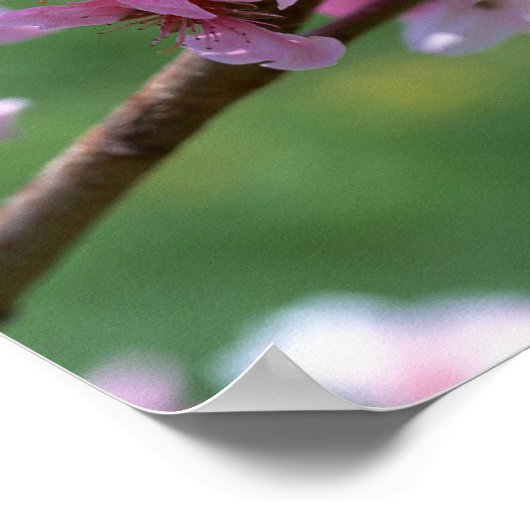 リンゴの花 ポスター (角)