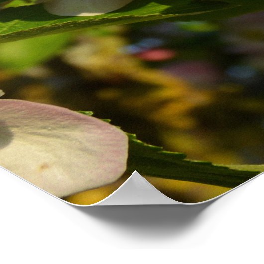 リンゴの花 ポスター (角)