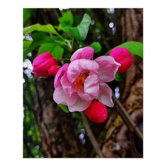 リンゴの花 ポスター (正面)