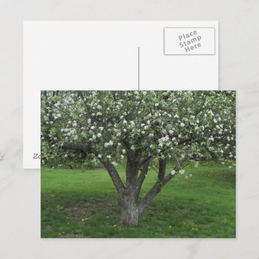 リンゴの花 ポストカード (正面/裏面)