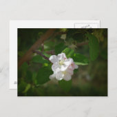 リンゴの花 ポストカード (正面/裏面)