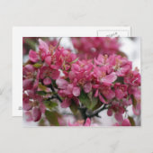 リンゴの花 ポストカード (正面/裏面)