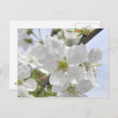 リンゴの花 ポストカード (正面/裏面)