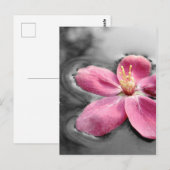 リンゴの花 ポストカード (正面/裏面)