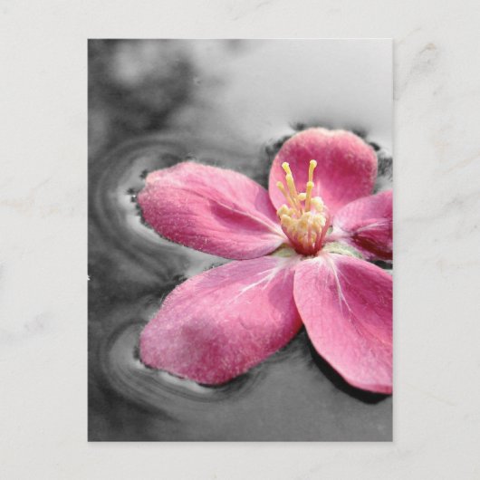 リンゴの花 ポストカード (正面)