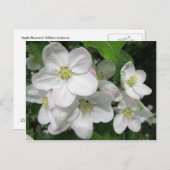 リンゴの花 ポストカード (正面/裏面)