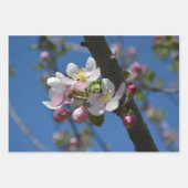 リンゴの花 – リンゴの木の咲く枝 ラッピングペーパーシート (正面)