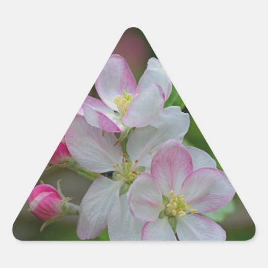 リンゴの花 三角形シール (正面)