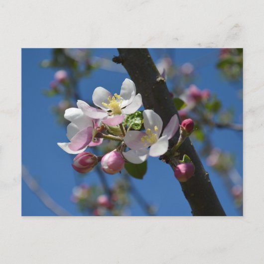 リンゴの花 - 春に咲くリンゴの木の枝 ポストカード (正面)