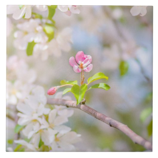 リンゴの花 – 美しい タイル (正面)