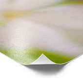 リンゴの花 – 美しい フォトプリント            (角)