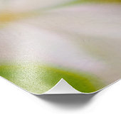 リンゴの花 – 美しい フォトプリント            (角)