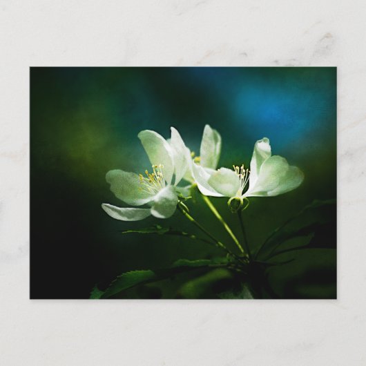 リンゴの花 – 2つの花 ポストカード (正面)