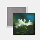 リンゴの花 – 2つの花 マグネット (正面/裏面)