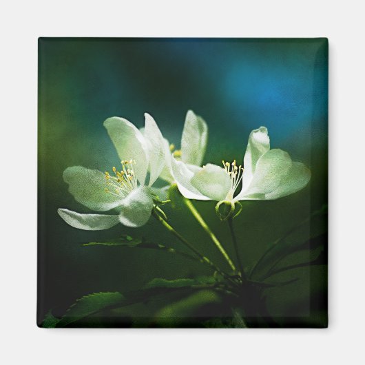 リンゴの花 – 2つの花 マグネット (正面)