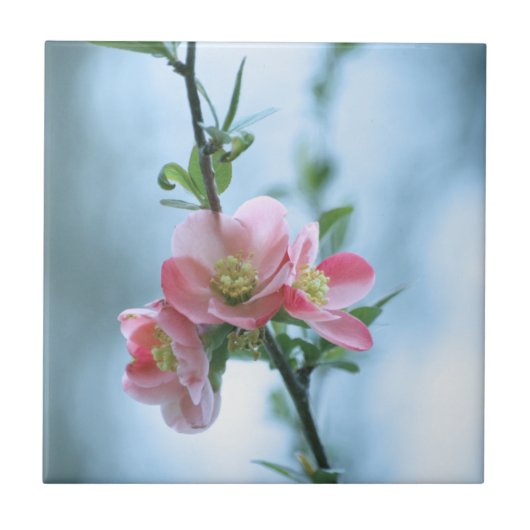 リンゴの花#P0365タイル タイル (正面)