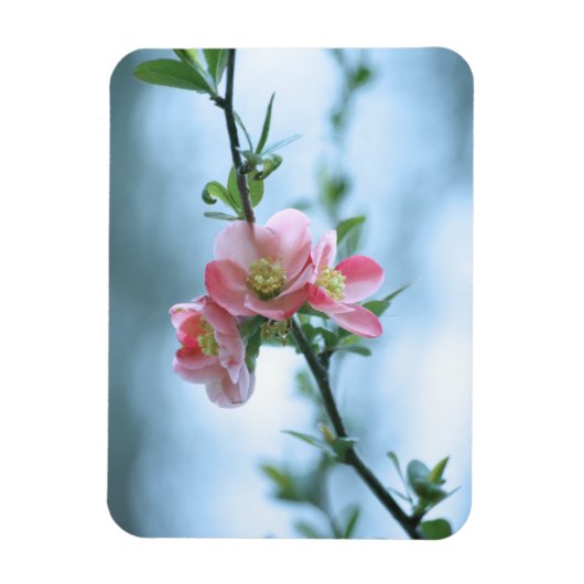 リンゴの花#P0365ビニール磁石 マグネット (縦)