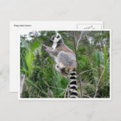 リンゴウルスの上昇 ポストカード (正面/裏面)