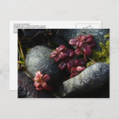 リンゴンベ離れリーの – 秋の色，ウナスカラスイスラン ポストカード (正面/裏面)