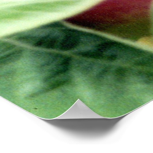 リンゴ摘み ポスター (角)