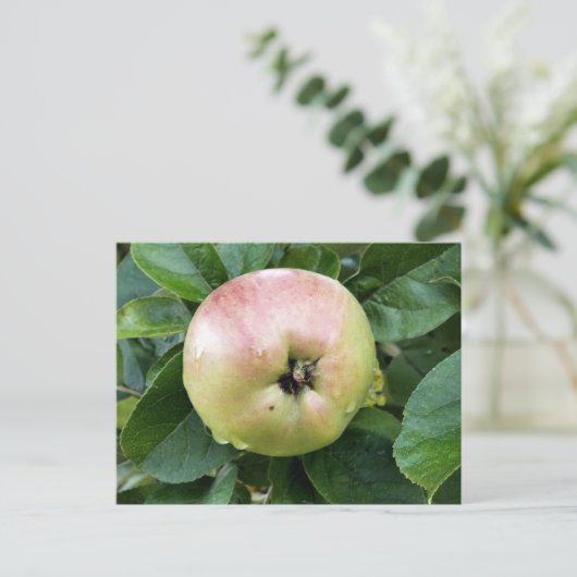 リンゴ果実 ポストカード (スタンド正面)
