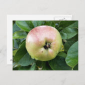 リンゴ果実 ポストカード (正面/裏面)