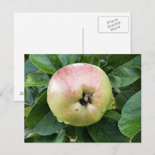 リンゴ果実 ポストカード (正面/裏面)