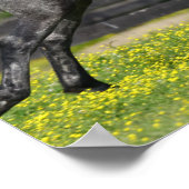 リンゴ灰色のロッキー山馬の跳躍 ポスター (角)