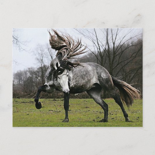 リンゴ灰色 ポストカード (正面)