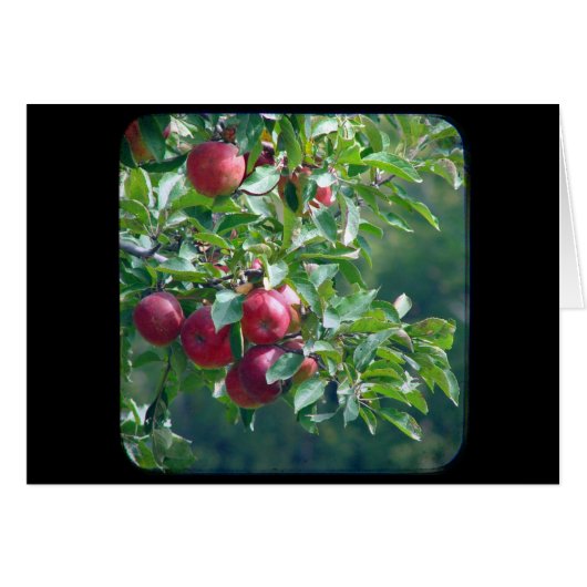 リンゴ (正面横)