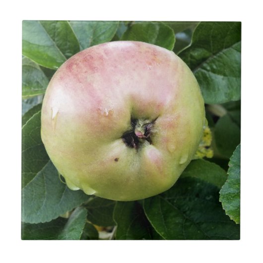 リンゴ タイル (正面)