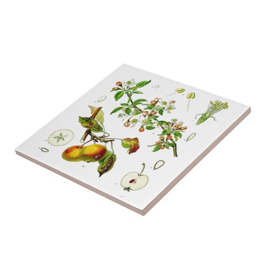 リンゴ タイル (側面)