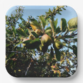 リンゴ ペーパープレート (正面)