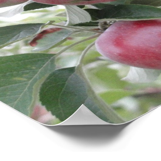 リンゴ ポスター (角)