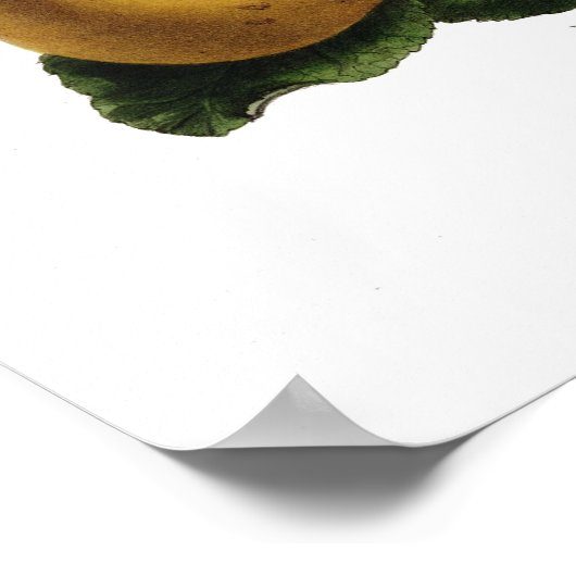 リンゴ ポスター (角)